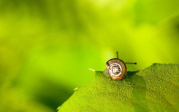 18965-desktop-wallpapers-snail.jpg